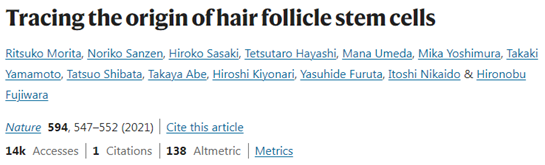Where do hair follicle stem cells originate from?