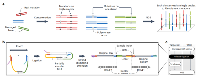 Increase the accuracy of DNA sequencing by 1000 times
