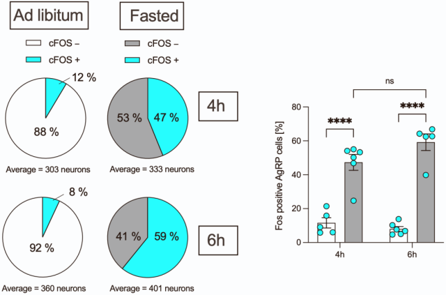 Fasting activates specific neurons in the brain and enhances liver autophagy
