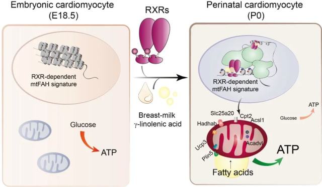 Nature: A fatty acid in breast milk is essential for heart development after birth