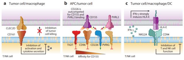 The synergistic effect of targeting T cells and NK cells