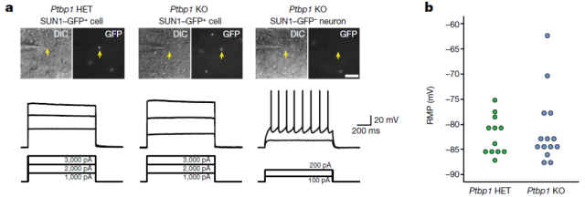Famous papers questioned: The loss of Ptbp1 could not induce the transformation of glial cells into neurons.