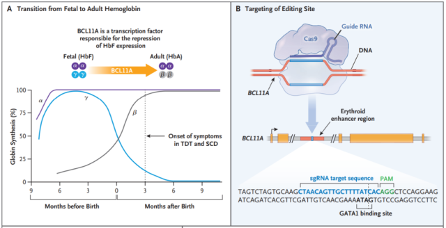 Milestone: FDA accepts first marketing application for CRISPR gene-editing therapy