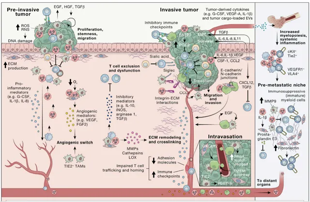 The development and changes of the tumor microenvironment in cancers
