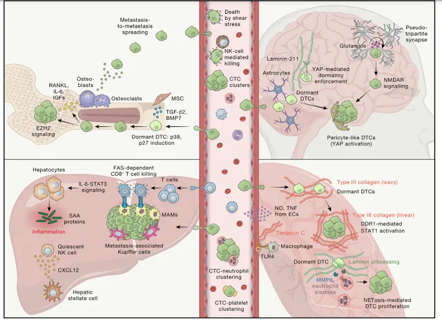 The development and changes of the tumor microenvironment in cancers
