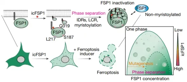 New way to treat cancers: Phase separation of FSP1 promotes ferroptosis