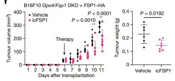 New way to treat cancers: Phase separation of FSP1 promotes ferroptosis
