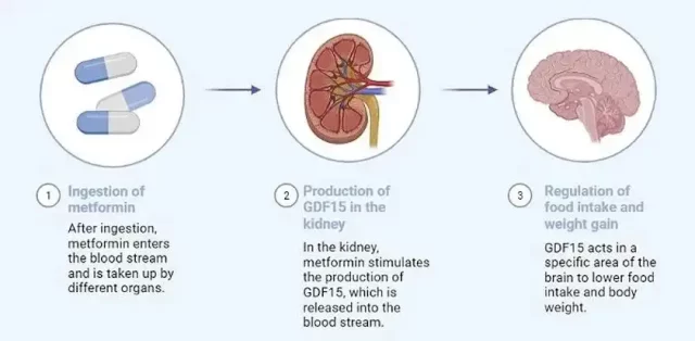 Why is the kidney the key to metformin's anti-obesity effects?