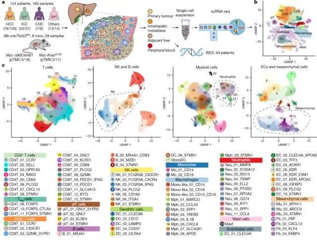 Nature: Five immune microenvironmental subtypes of liver cancer defined for the first time at single-cell precision