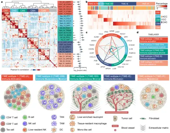 Nature: Five immune microenvironmental subtypes of liver cancer defined for the first time at single-cell precision