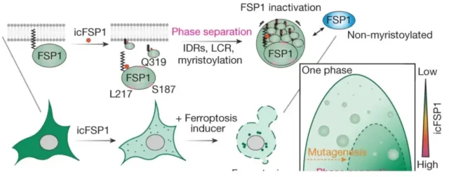 A new cancer treatment paradigm that triggers phase separation to promote ferroptosis