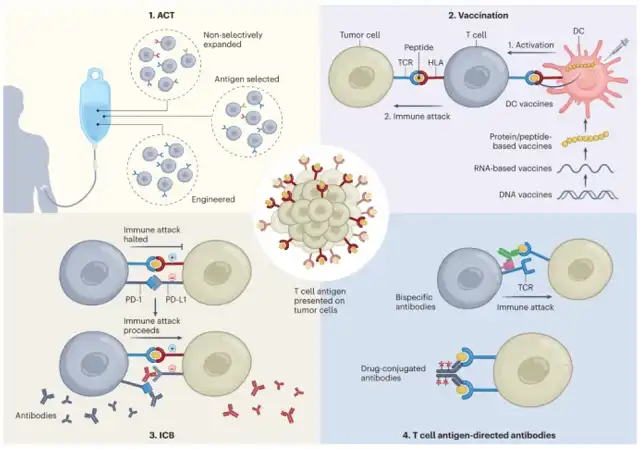 What are Major Classes of T Cell Antigens in cancer immunotherapy?