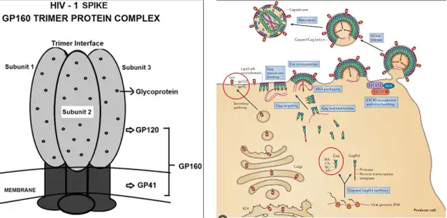 Co-express gag protein and chimeric Spike to develop VLP COVID-19 mRNA vaccine