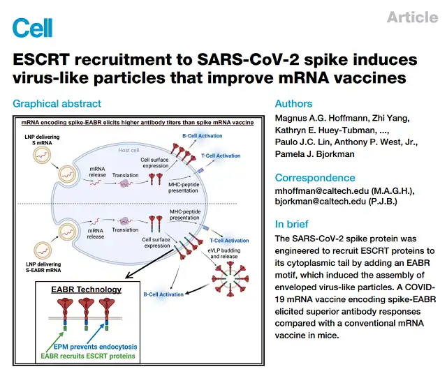 Co-express gag protein and chimeric Spike to develop VLP COVID-19 mRNA vaccine