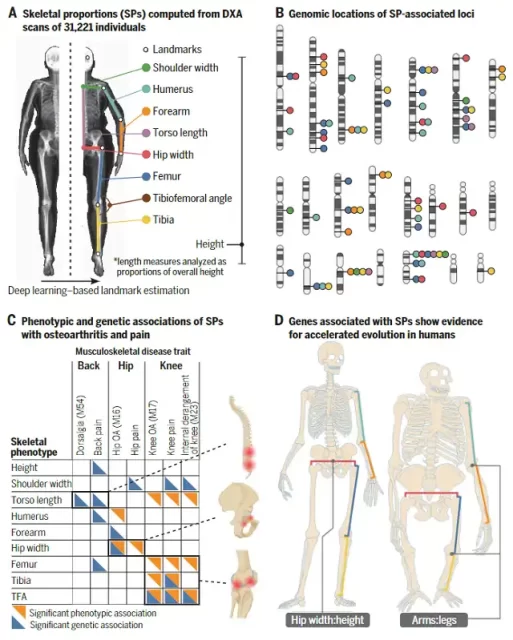 People with long legs are prone to knee diseases, AI helps reveal the genetic basis, evolution and disease association of human bone proportions