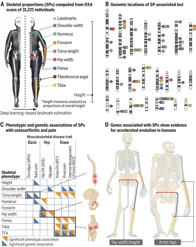 Scientists discover gene that shapes our bones