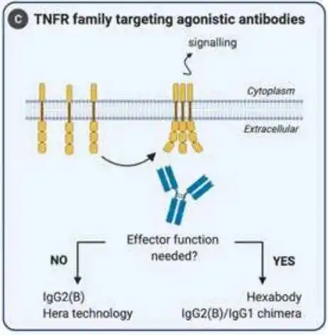 How to select the subtype for Antibody Oncology Therapy?
