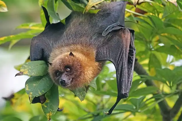 The cheapest way to avoid the next pandemic: Stay away from bats!