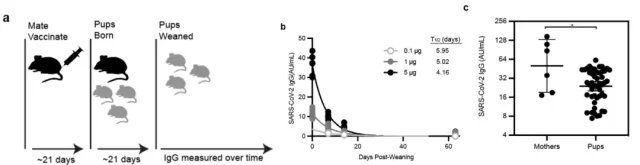 Maternal antibodies do not inhibit the immune response triggered by COVID-19 mRNA vaccine