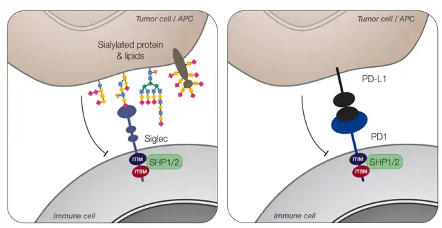 New immune checkpoint for cancer therapy: Siglec receptor