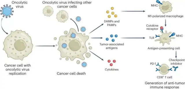 Oncolytic virus combined with PD-1 inhibitor overcomes malignant brain tumors