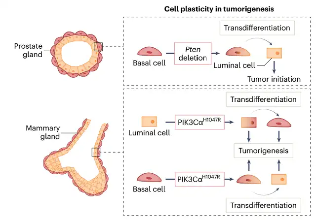 Plasticity of Cancer Cells in Tumor Initiation Progression and Metastasis