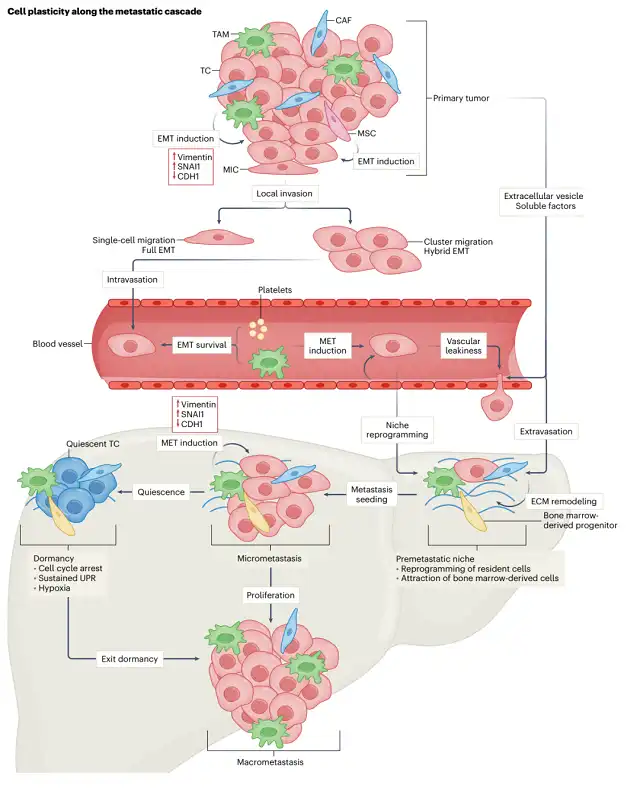 Plasticity of Cancer Cells in Tumor Initiation Progression and Metastasis