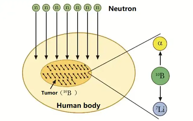 Boron Neutron Capture Therapy (BNCT): Precisely "blast" cancer cells!