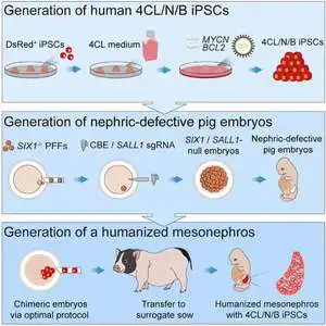 Scientists grow human metaphase kidneys in pigs for the first time
