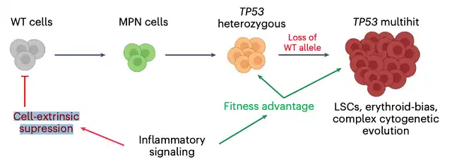 Chronic inflammation is a driver of p53 gene mutation cancer