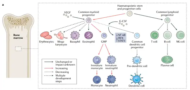 The Systemic Immune Landscape of Cancer

Cancer is a systemic disease, with chronic inflammation being one of its primary hallmarks. Whether this inflammation triggers tumor initiation or supports tumor growth depends on the environment, but ultimately, during the progression of the tumor, there are significant changes in the systemic immune landscape outside the tumor itself.

The field of tumor immunology primarily focuses on local immune responses within the tumor microenvironment (TME). However, immunity is coordinated across tissues, and without continuous communication with the periphery, local anti-tumor immune responses cannot exist. Furthermore, nearly every immune cell subset is associated with cancer biology. Therefore, a comprehensive understanding of immune responses in cancer must encompass the entire peripheral immune system as well as all immune cell lineages within the TME.

Disturbances Induced by Tumor Burden
Many human cancers and mouse cancer models lead to widespread disruption of hematopoiesis. This disruption is most notably manifested by the expansion of immature neutrophils and monocytes in the host's periphery, which then enter the TME and contribute to local immune suppression.

Hematopoietic stem and progenitor cells are mobilized into the proliferation and differentiation of monocytes and granulocytes, leading to the peripheral expansion and intratumoral accumulation of immature immunosuppressive neutrophils, including polymorphonuclear myeloid-derived suppressor cells (PMN-MDSCs), monocytes (M-MDSCs), and macrophages. A comprehensive meta-analysis of over 40,000 patients found an elevated frequency of neutrophils in the blood, as determined by the neutrophil-to-lymphocyte ratio, associated with poor prognosis in patients with mesothelioma, pancreatic cancer, renal cell carcinoma, colorectal cancer, gastroesophageal cancer, non-small cell lung cancer (NSCLC), cholangiocarcinoma, and hepatocellular carcinoma.

In addition to the excessive production of monocytes and neutrophils through aberrant hematopoiesis in response to tumor burden, disturbances in dendritic cells (DCs) have been observed in the periphery of tumor-bearing hosts. This has critical implications for the development of anti-tumor immune responses, as DCs often serve as key coordinators of CD8+ and CD4+ T cell activation, differentiation, and proliferation in many contexts. Peripheral blood DC counts are reduced in cancer patients compared to healthy controls.

One of the disturbances in T cells studied extensively in cancer is the expansion of peripheral suppressive CD4+ regulatory T (Treg) cells and their infiltration into tumors. Recent research suggests that Treg cells in the blood of cancer patients share the same phenotype and TCR repertoire as T cells within the tumor, implying that a significant portion of intratumoral inhibitory Treg cells originates from naturally occurring thymic Treg cells, rather than differentiating from naïve CD4+ T cells induced by the tumor.

Another inhibitory lymphocyte playing a role in tumor progression is regulatory B cells, characterized by their production of the anti-inflammatory cytokine IL-10. Similar to Treg cells, an expansion of regulatory B cells has been observed in the peripheral blood of gastric and lung cancer patients, while the overall B cell frequency remains unchanged.

Furthermore, natural killer (NK) cells are another important component of anti-tumor immunity. Peripheral NK cells in breast cancer patients exhibit altered phenotypes, characterized by reduced expression of activating receptors including NKp30, NKG2D, DNAM-1, and CD16. In gastrointestinal stromal tumor patients, peripheral NK cells show reduced expression levels of the activating receptor NKp30, and degranulation is impaired following NKp30 cross-linking.

Changes in the Immune System Induced by Conventional Treatments
Traditional treatment strategies for cancer, including chemotherapy, radiation therapy, and surgery, also disrupt the systemic immune landscape. Understanding these systemic immune consequences is crucial for designing strategies that enhance rather than inhibit anti-tumor immune responses.

Chemotherapy and Radiation Therapy

Chemotherapy and radiation therapy are aimed at targeting cancer cells by disrupting cell integrity during cell division. However, these treatments can also induce immune remodeling, either hindering or enhancing overall therapeutic efficacy.

The impact of chemotherapy and radiation therapy on the immune system largely depends on the context. In non-small cell lung cancer, standard prolonged low-dose radiation therapy leads to the expansion of myeloid lineage cells, reduced antigen-presenting cell function, and impaired T cell responses. Similar immune effects have been observed in cervical cancer patients following combined chemotherapy and radiation therapy.

Chemotherapy can enhance systemic anti-tumor immunity while simultaneously disrupting cancer cell division. Recent research indicates that effective responses to neoadjuvant chemotherapy in triple-negative breast cancer (TNBC) induce recruitment of new T cell clones into the TME that did not exist prior to treatment. Additionally, different breast cancer subtypes exhibit distinct immune responses to chemotherapy, reflected in the functionality of peripheral CD8+ T cells. Estrogen receptor-positive (ER+) breast tumor patients show decreased functionality of PD1+CD8+ T cells in circulation, with ER+HER2+ breast tumor patients exhibiting complete loss of function within this subset. Conversely, TNBC patients display elevated functionality of PD1+CD8+ T cells, producing effector cytokines including IFN-γ, TNF, and granzyme B, with evidence of clonal expansion.

Tumor Resection

Recent studies suggest that systemic immune cell reshaping is induced by systemic wound healing in response to trauma, not necessarily dependent on primary tumor resection. Trauma from either resection or non-resection origins can trigger healing, elevating circulating levels of IL-6, G-CSF, and CCL2, ultimately pushing myeloid subpopulations towards an immunosuppressive state.

However, evidence also suggests that the primary tumor may be a major driver of systemic immune remodeling. Successful removal of the primary tumor in mouse models of breast and colon cancer is sufficient to largely restore normal systemic immune tissue, aligning immune cell populations with those of healthy controls.

Therefore, surgery can have both detrimental and beneficial effects on the systemic immune system. Early postoperative wound healing-induced immunosuppressive mechanisms may provide a window of opportunity for cancer cell growth. However, the reduction of the primary tumor burden can ultimately restore systemic immune competence, leading to a strong adaptive response. Understanding how cancer type, especially the disease stage, influences postoperative immune reconstitution and the potential for metastasis will be of utmost importance.

Systemic Responses in Immunotherapy
The mainstream view of the effectiveness of cancer immunotherapy revolves around reinvigorating cytotoxic effector cells within the TME. However, the field is increasingly recognizing the fundamental systemic understanding of effective anti-tumor immunity. Recent research indicates that immune checkpoint inhibitors (ICIs) rely on systemic immune mechanisms to achieve effective anti-tumor responses. Furthermore, the microbiome is emerging as an effective modulator of the immune system.

Complete peripheral immune function, communication, and trafficking are essential for the efficacy of ICIs. Systemic chemotherapy may disrupt peripheral immune integrity, hindering the therapeutic efficacy of PD-1 blockade, resulting in systemic lymphodepletion and the elimination of long-term immune memory. In contrast, local chemotherapy can spare peripheral immune damage and synergize with PD-1 blockade, inducing dendritic cell infiltration into the tumor and clonal expansion of antigen-specific effector T cells.

CD103+ dendritic cells transport tumor antigens to the peripheral immune system from the tumor via a CCR7-dependent mechanism, and