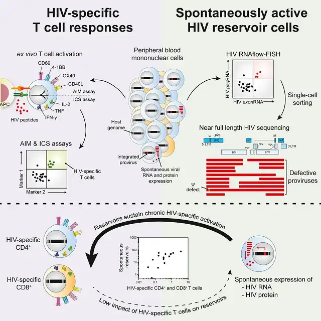  "Dormant" HIV still produces RNA and proteinsDuring treatment