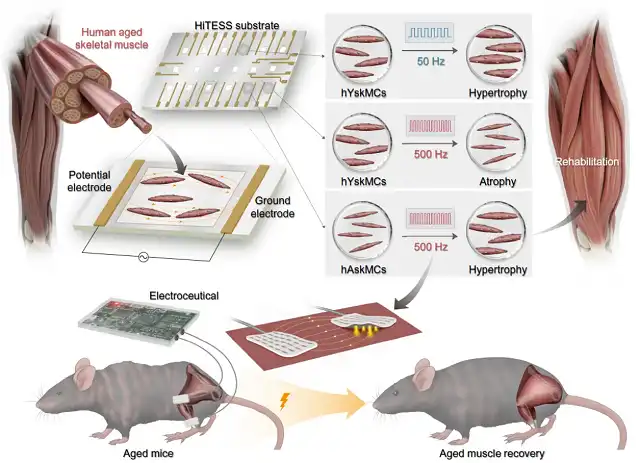 Novel Electromedical Therapy Shows Promise in Rebuilding Muscles Lost to Natural Aging