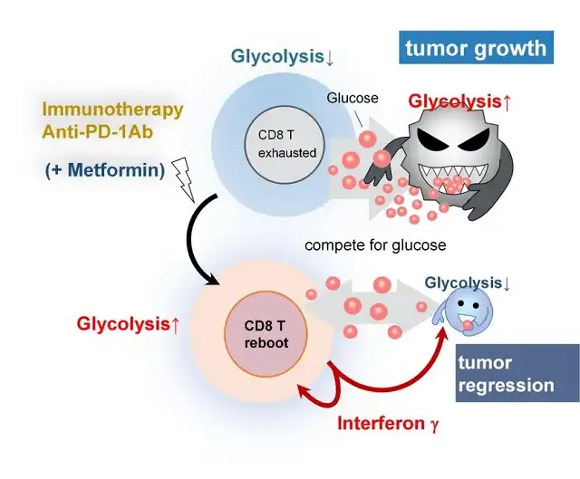 Metformin Unveils New Discovery: Promoting Tumor Cell Death