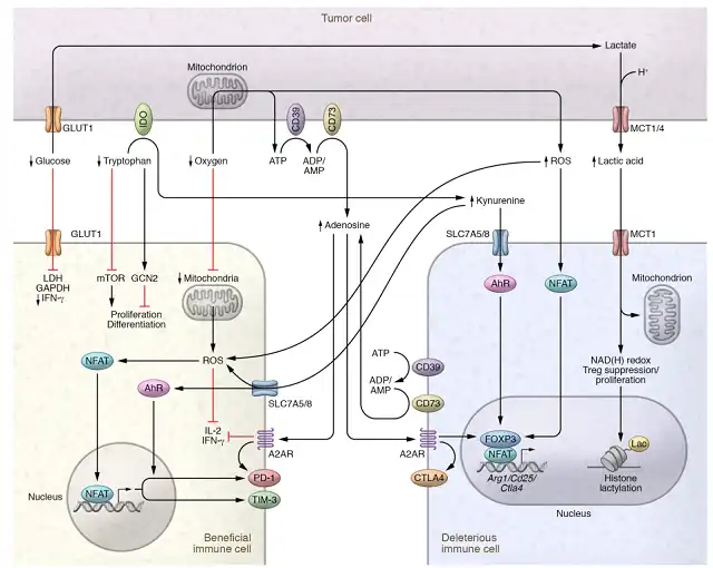 What is the harmful metabolites of the TME in anti-tumor immunity?