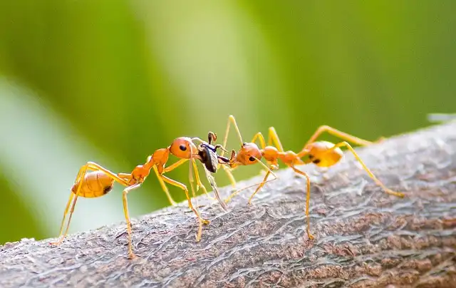 Invasion of Europe by Red Fire Ants: Originating from China or United States