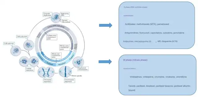 Mechanisms of Action and Administration Sequence of Common Antitumor Drugs
