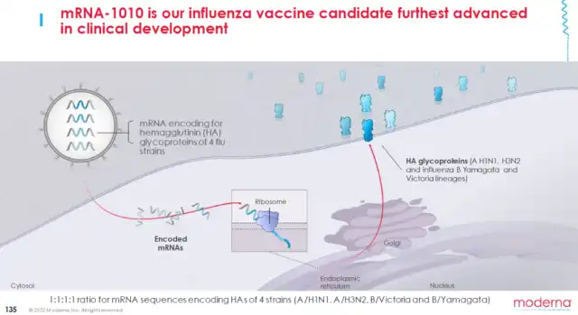 Promising Results from Moderna Influenza + COVID-19 Combo Vaccine Phase 1/2 Trial