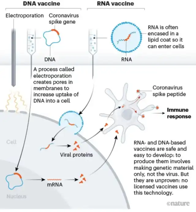 What are the Pros and Cons of DNA Vaccines?  A Brief Analysis of the Past and Future.