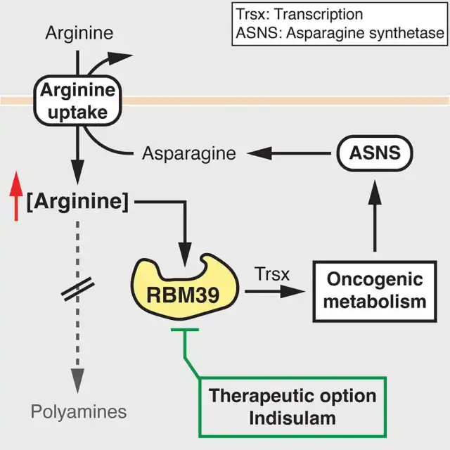 Arginine-Driven Metabolic Reprogramming Promoting Liver Cancer Growth