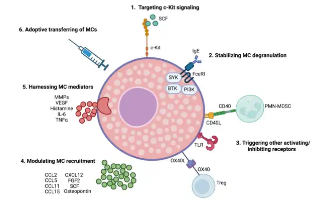 Advancing Cancer Immunotherapy through Mast Cell Reprogramming