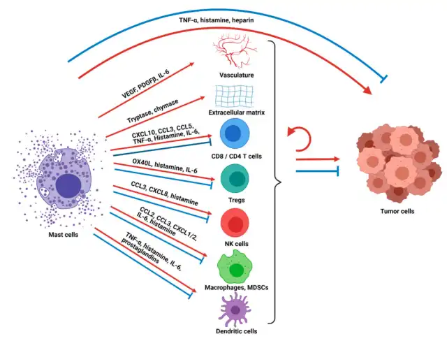Advancing Cancer Immunotherapy through Mast Cell Reprogramming