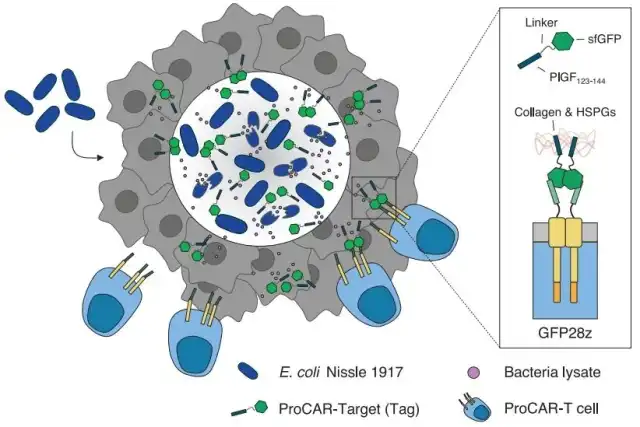 Engineered Probiotics Target Tumors Prior to CAR-T Immunotherapy