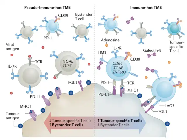 Tumor Antigen-Induced T Cell Exhaustion: The Nemesis of Immune "Hot" Tumors