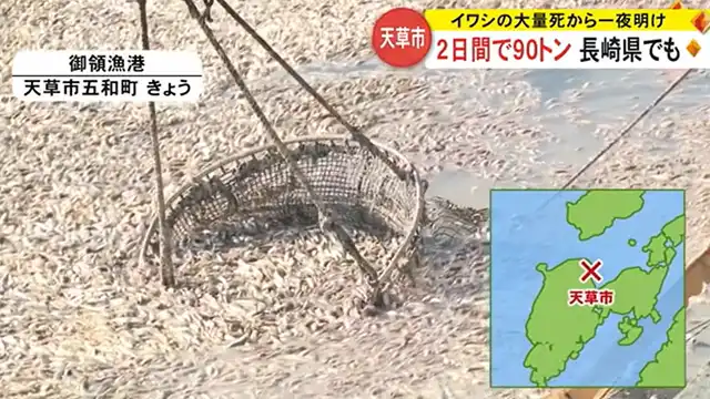 Massive Sardine Deaths in Japan: About 90 Tons Removed