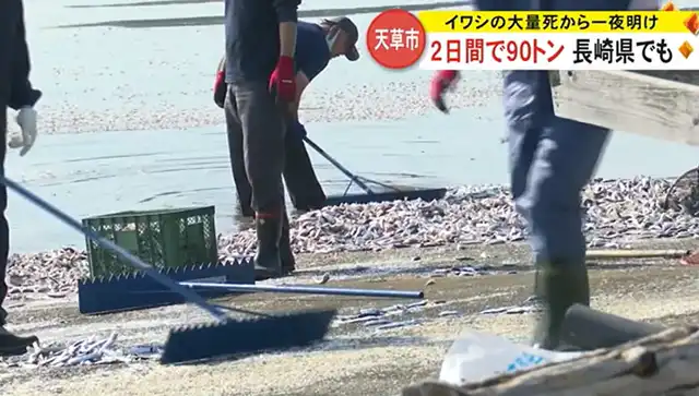 Massive Sardine Deaths in Japan: About 90 Tons Removed