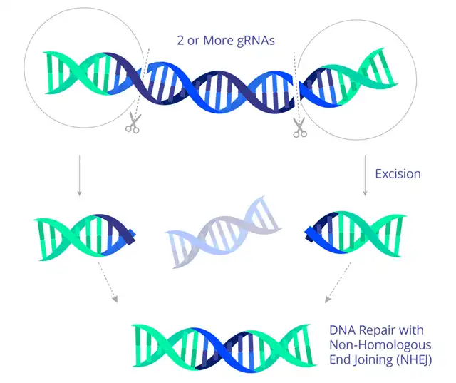 First CRISPR Gene Editing Treatment For HIV Data Released