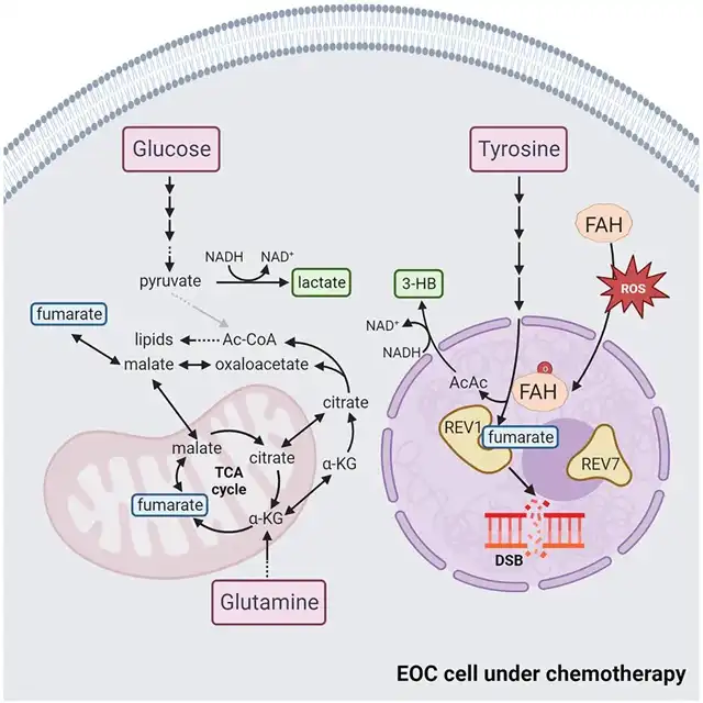 Supplementing Tyrosine to Enhance Chemotherapy Effectiveness