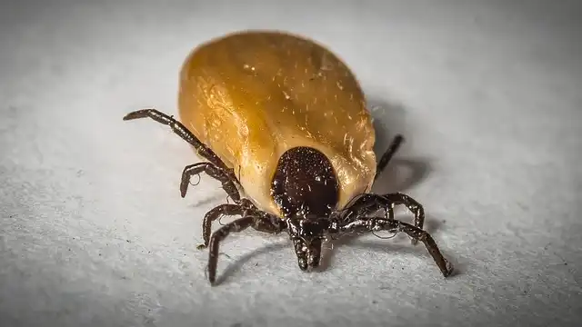 Tick-Borne Diseases: A Looming Public Health Threat and Innovative Solutions