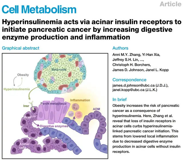 Scientists Confirm Elevated Insulin as Key Trigger for Pancreatic Cancer